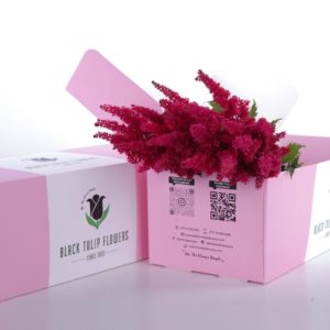 Astilbe Red