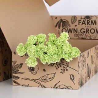 Carnation Single Green