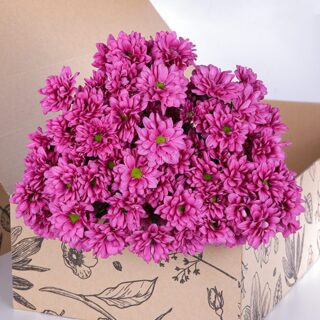 Chrysanthemum Pink