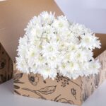 Chrysanthemum White Euro (3)