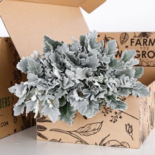 Dusty Miller