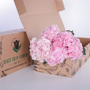 Hydrangea Light Pink