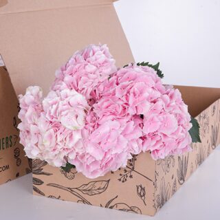 Hydrangea Light Pink