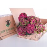 Hydrangea Red with Green 01