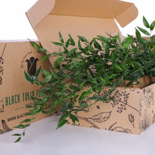 Italian Ruscus