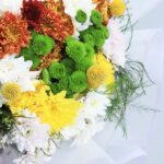 Optimistic Chrysanthemums (2)