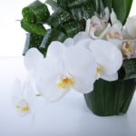 Orchid Duo (3)