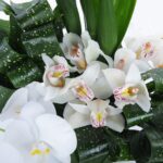 Orchid Duo (4)