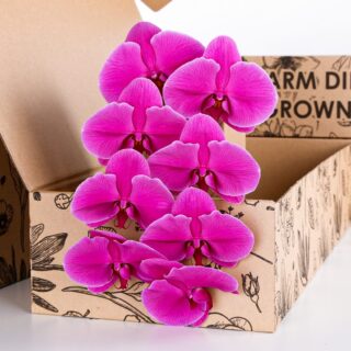 Phalaenopsis Purple - Single Stem