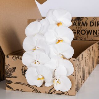 Phalaenopsis White - Single Stem