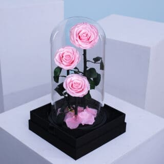 BTF Home 89 3 light pink forever roses in a stylish transparent domed box.