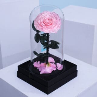 Single baby pink forever rose encased in a clear glass dome.
