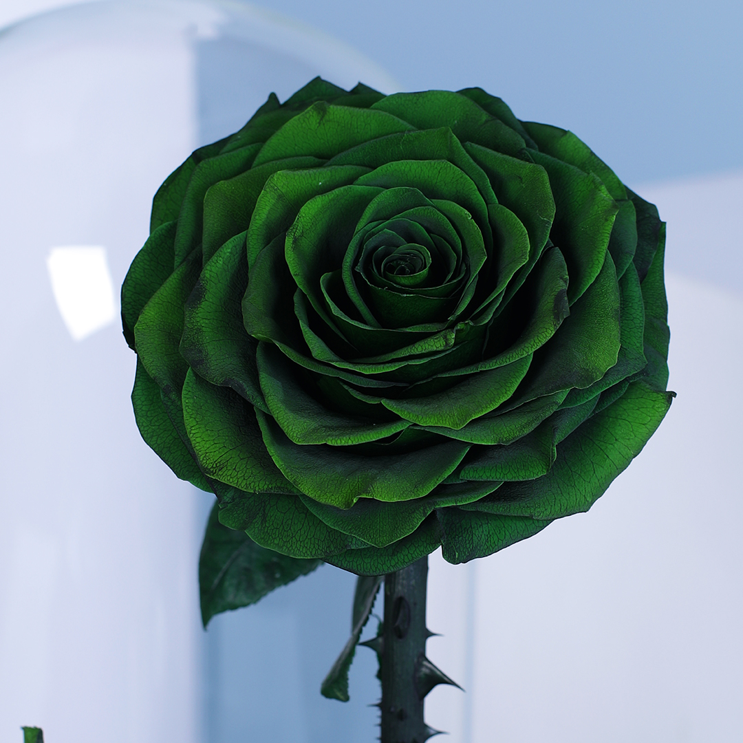 Single Greeen Forver Rose | Online Preserved Rose