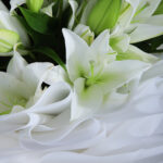 Casablanca White Lilies (2)