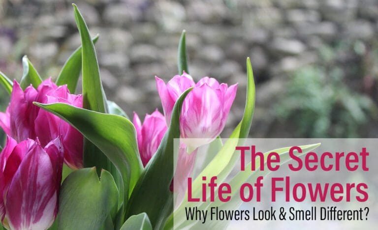 The Secret Life of Flowers: Why Flowers Look and Smell Different