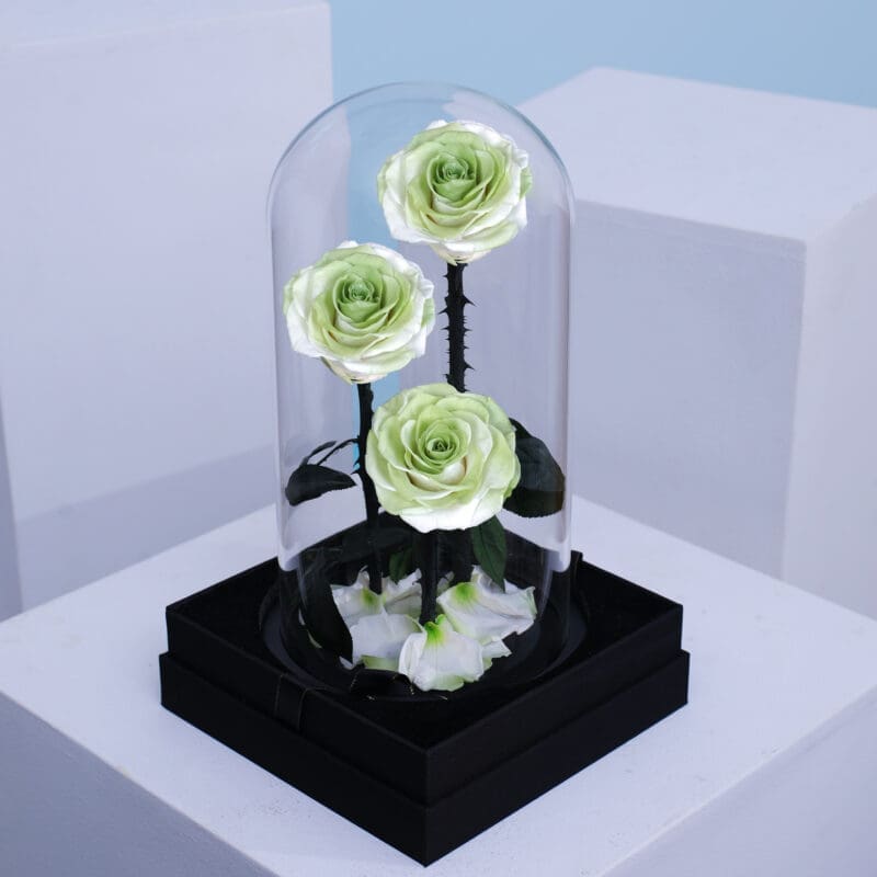Three preserved green roses displayed in a glass dome on a black base.