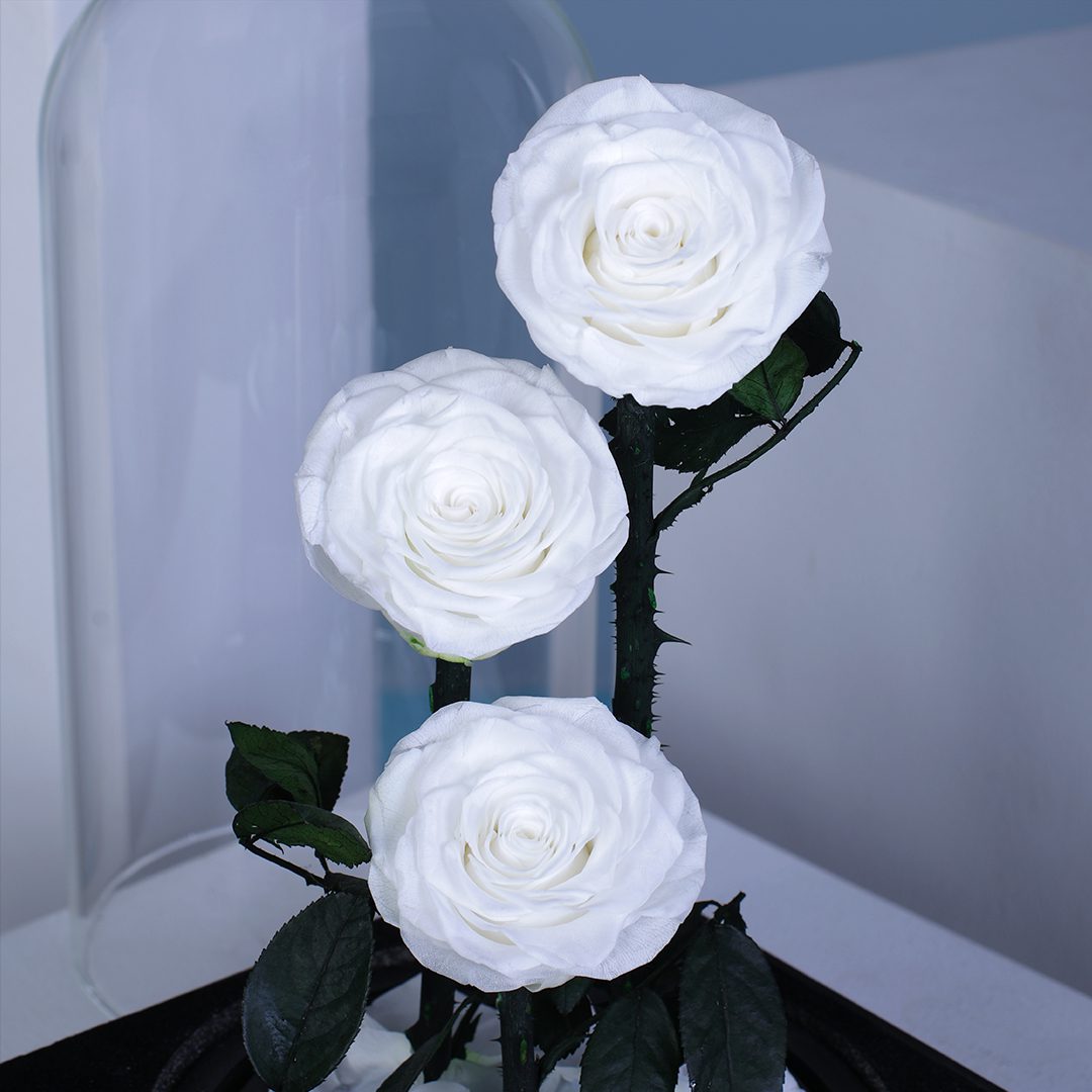 White Trio Forever Rose | Preserved 3 White Infinity Roses