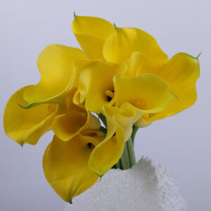 Calla Lily