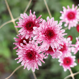 Chrysathemum