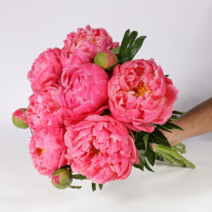 Peonies