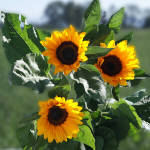 Sunflowers