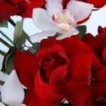 Romantic Blooms Elegant Box 4 04
