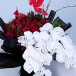 Fall in Love Phalaenopsis with Ferrero 3 04