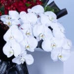 Fall in Love Phalaenopsis with Ferrero 5 06
