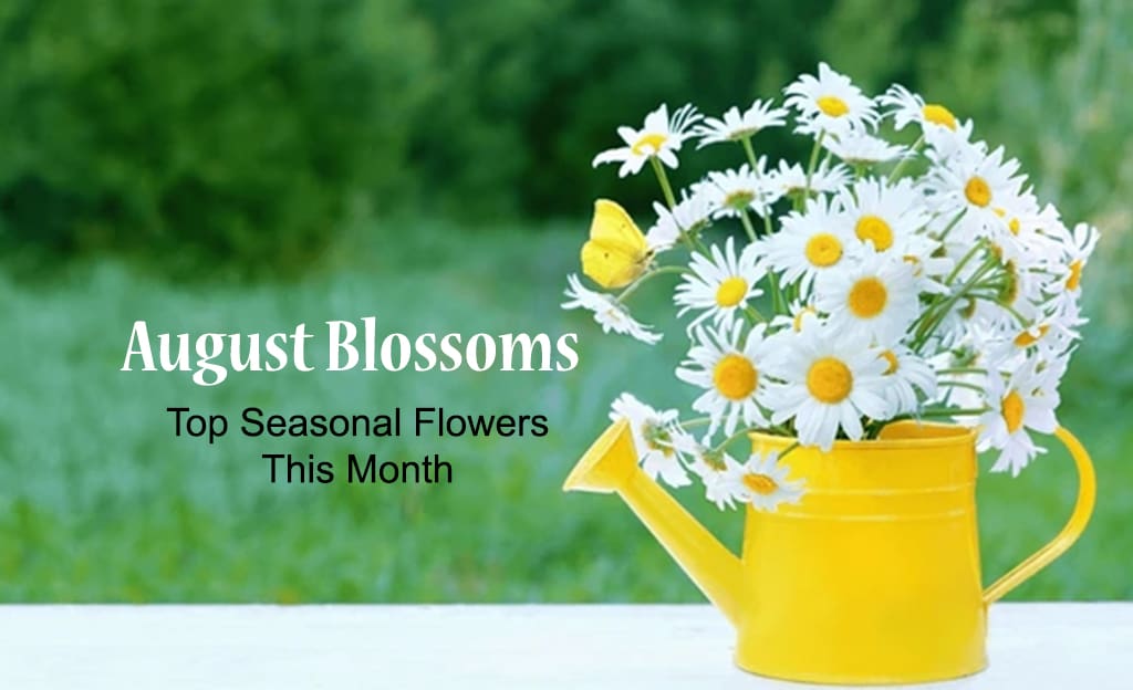 August Blossoms BTF UAE copy1 1