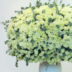 1000 White Roses Grandeur 2 03