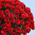 250 Red Rose Luxury Box 5 05