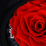 Eternal Red Rose Keepsake 2 05