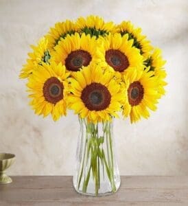Helianthus, sunflower bouquet in vase, Sunflowers
