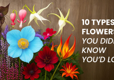 10 Types of Flowers You Didn’t Know You’d Love 1 A colorful mix of 10 unique and surprising flower types in bloom