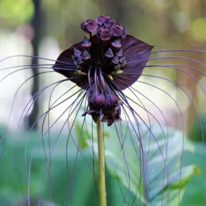 Bat Flower Tacca chantrieri