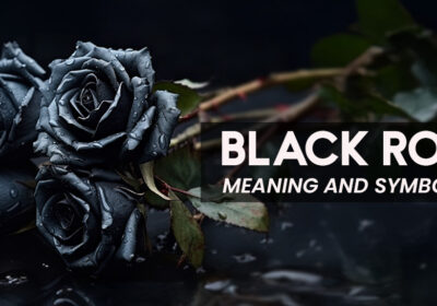 Black Rose Meaning and Symbolism 3 "A single black rose with velvety petals, symbolizing mystery, mourning, rebirth, and strength."