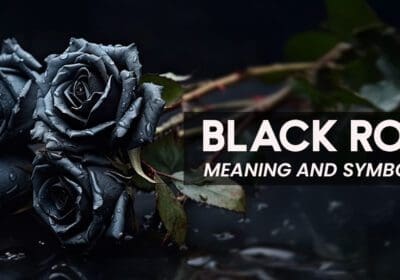 "A single black rose with velvety petals, symbolizing mystery, mourning, rebirth, and strength."