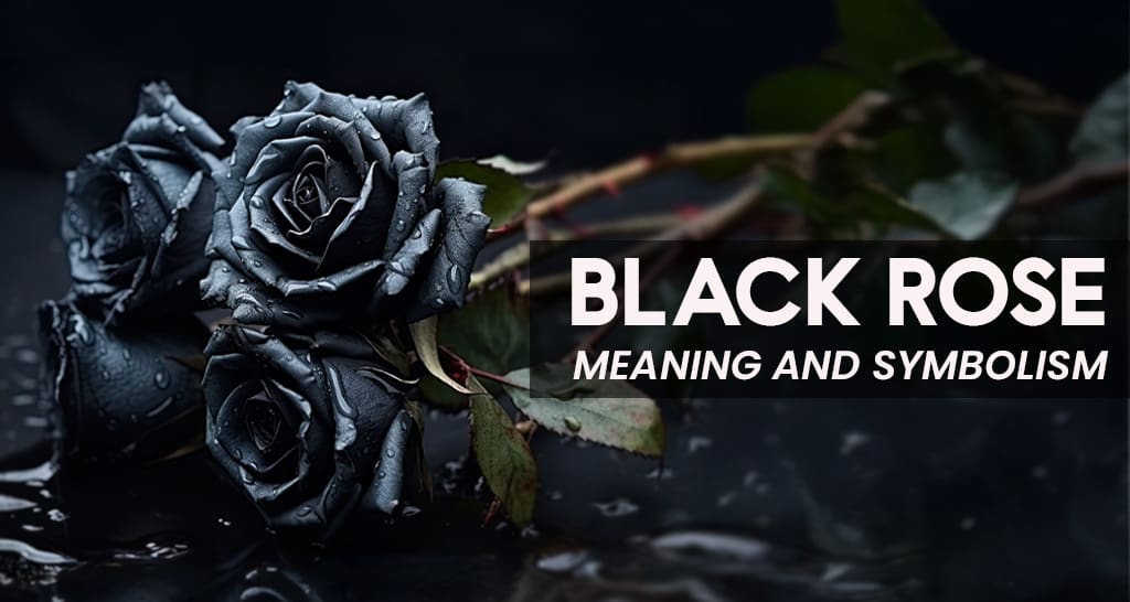 "A single black rose with velvety petals, symbolizing mystery, mourning, rebirth, and strength."