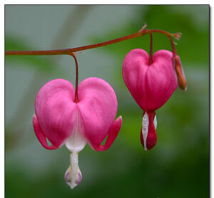 Bleeding Heart Lamprocapnos spectabilis e1752499002996