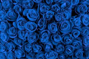Blue Rose Meaning in Literature and Culture 2