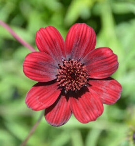 Chocolate Cosmos Cosmos atrosanguineus e1752498776744