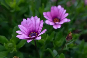 Cultural Interpretations of the Daisy