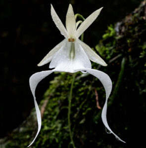 Ghost Orchid Dendrophylax lindenii e1752498952736