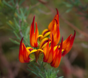 Parrots Beak Lotus berthelotii