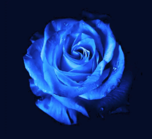 What does a Blue Rose Mean