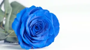 Why Choose Blue Roses
