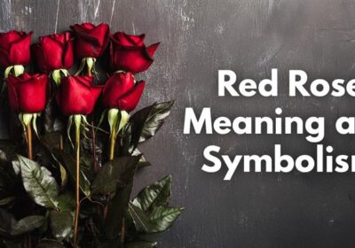 Red Rose Meaning and Symbolism: Most Iconic Love Flower 1 A single red rose symbolizing love, passion, and romance – the most iconic flower for expressing deep emotions.
