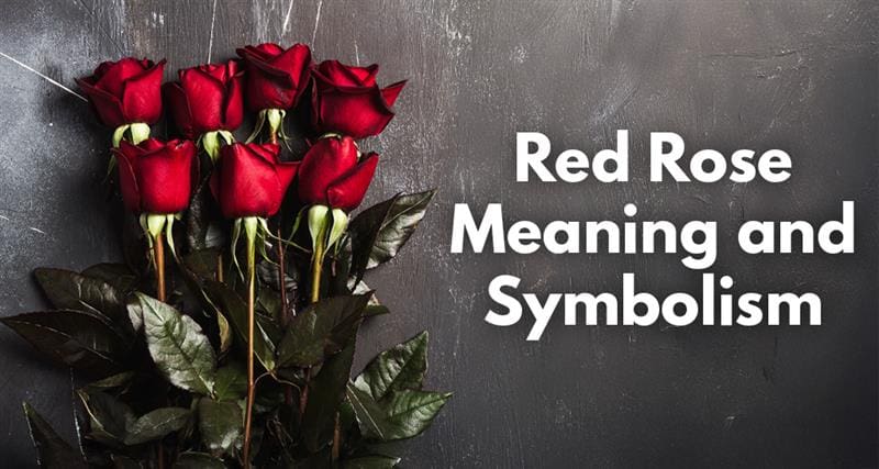 A single red rose symbolizing love, passion, and romance – the most iconic flower for expressing deep emotions.