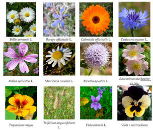 Flowers You Can Eat (Yes, Really!) - Discover Edible Flowers 7 Top 10 Edible Flowers Summary Table e1754992713111