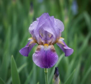 Purple Iris Flower Meaning 14 11zon e1758524586310